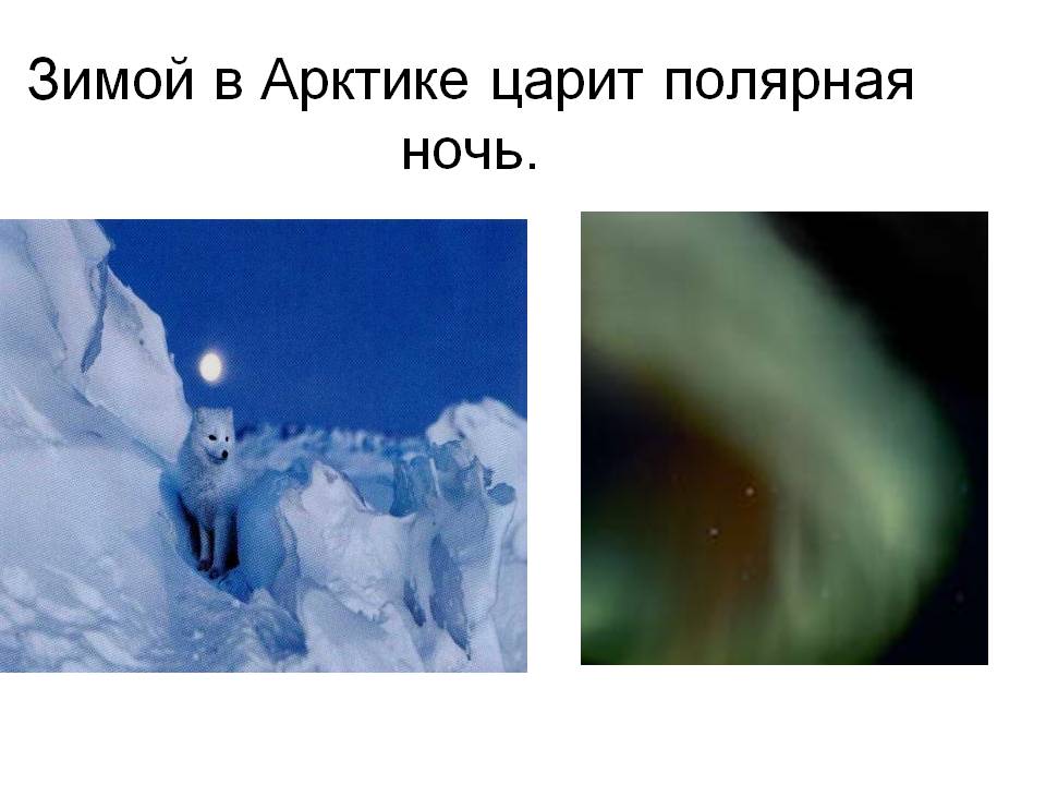Зимой в Арктике царит полярная ночь