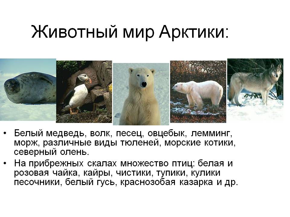 Животный мир Арктики: