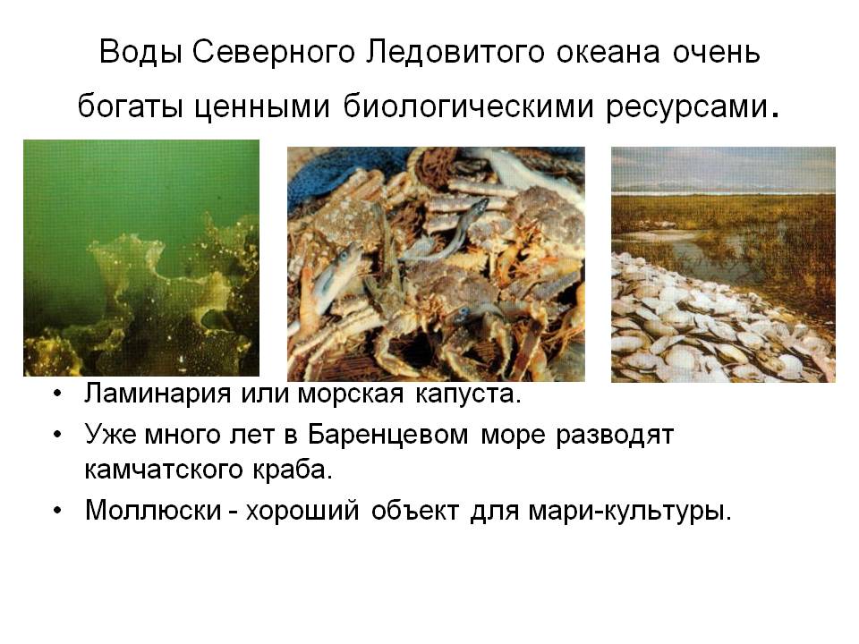 Воды Северного Ледовитого океана очень богаты ценными биологическими