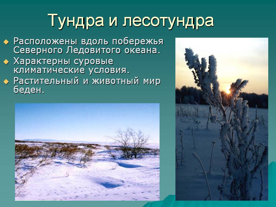 Тундра и лесотундра