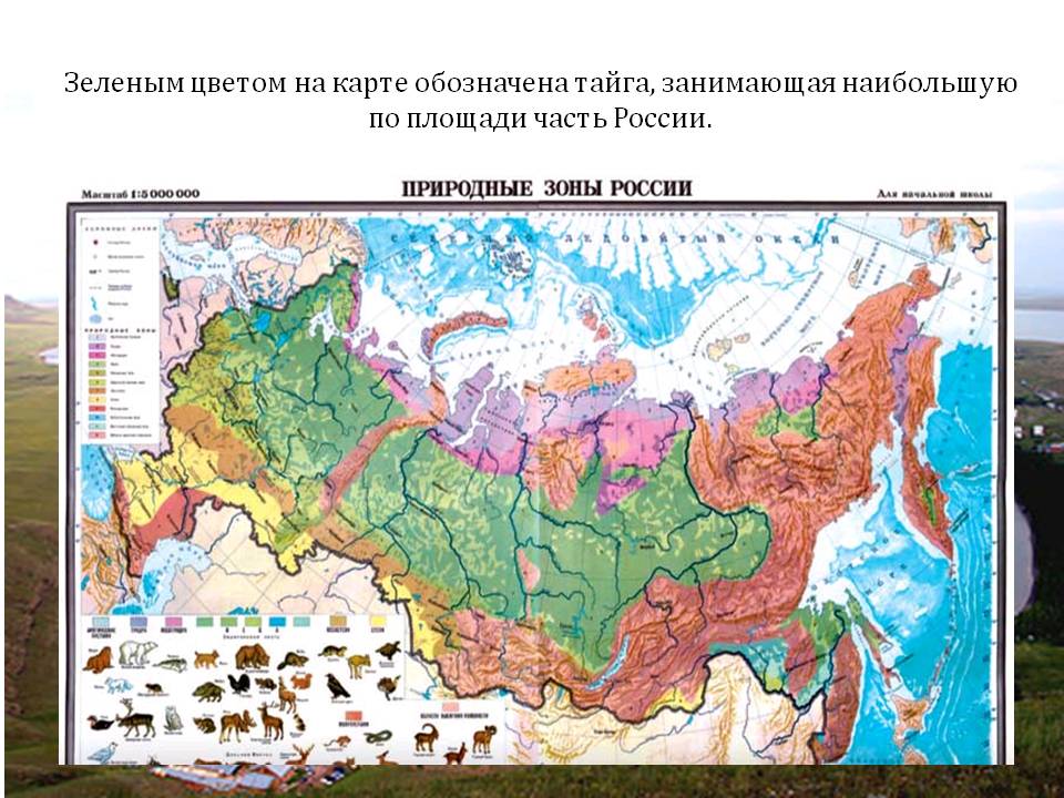 Зеленым цветом на карте обозначена тайга, занимающая наибольшую по
