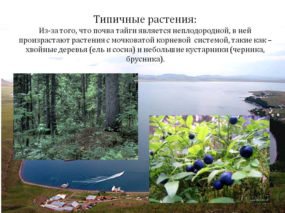 Типичные растения: Из-за того, что почва тайги является неплодородной,