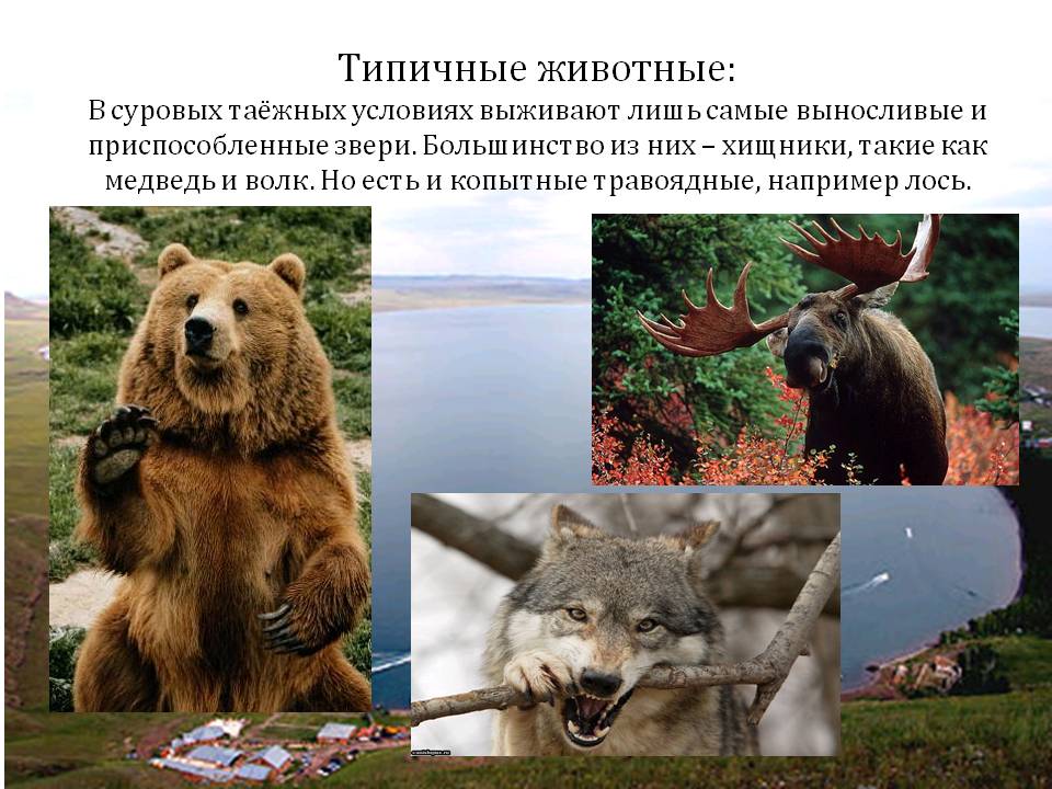 Типичные животные: В суровых таёжных условиях выживают лишь самые