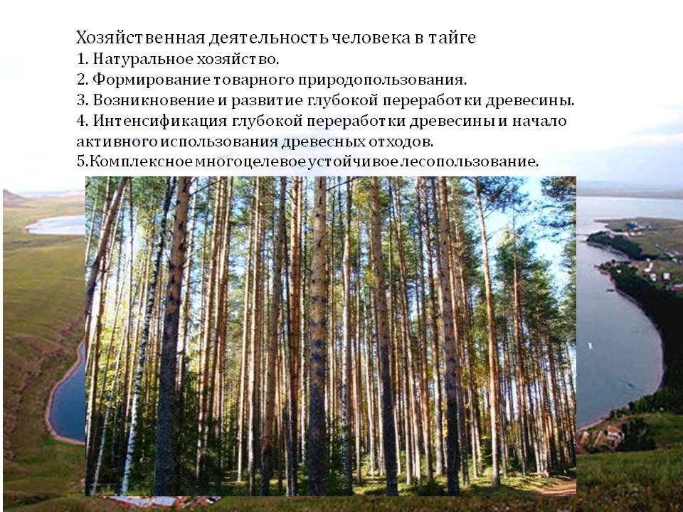 Хозяйственная деятельность человека в тайге 1. Натуральное хозяйство