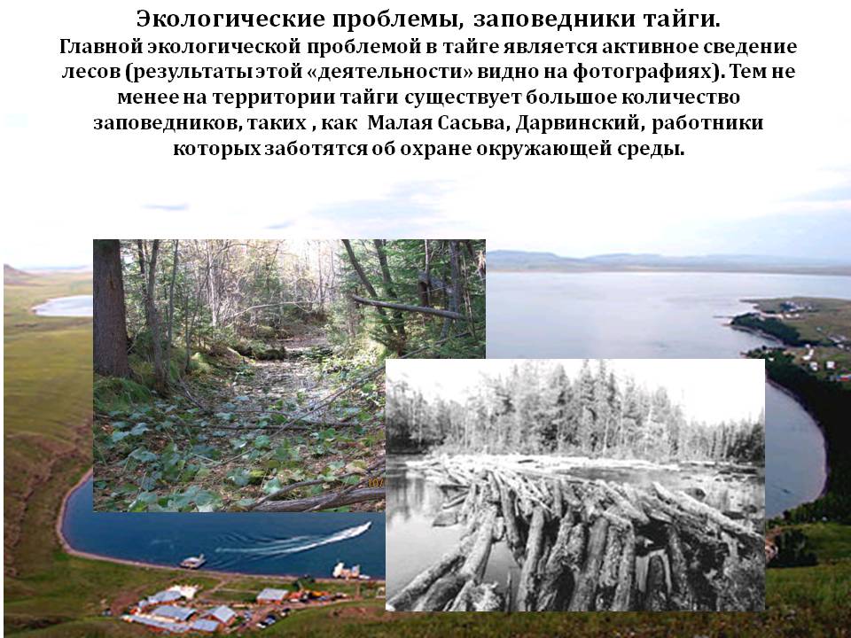 Экологические проблемы, заповедники тайги