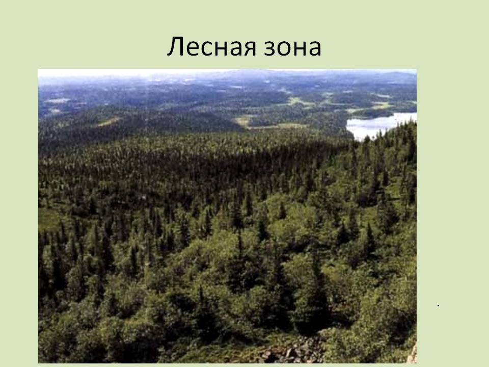 Лесная зона