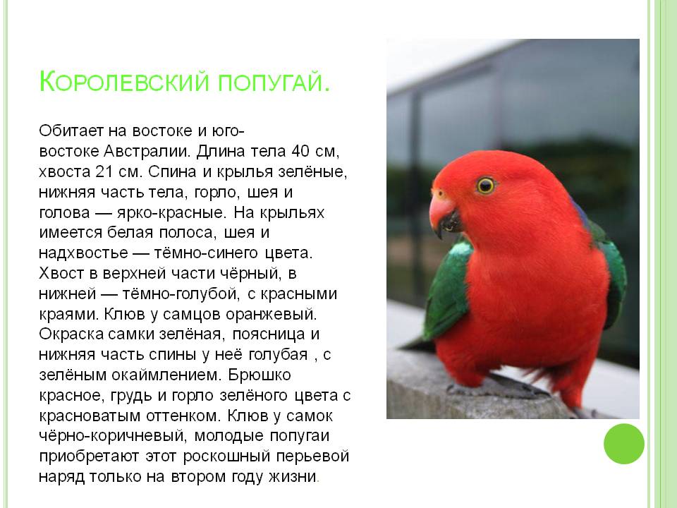 Королевский попугай