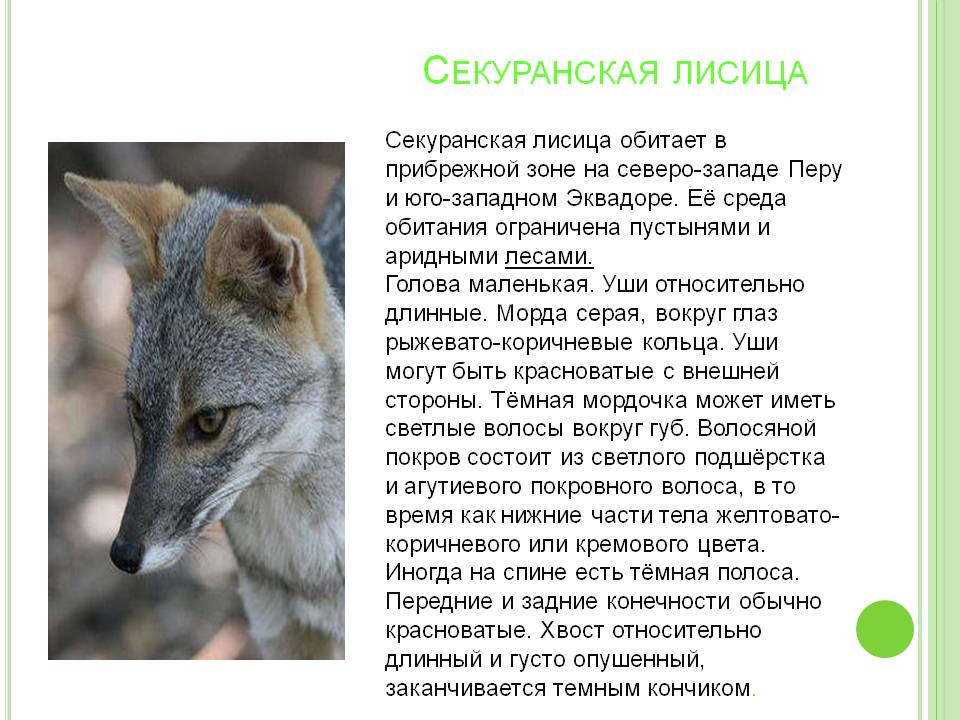 Секуранская лисица