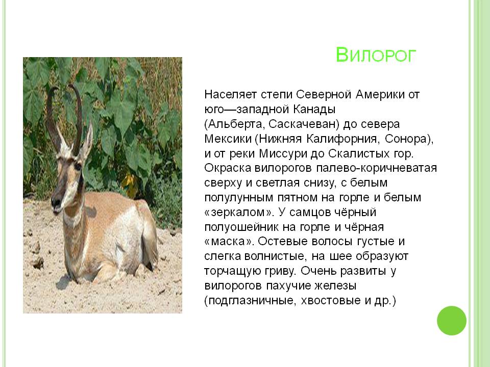 Вилорог