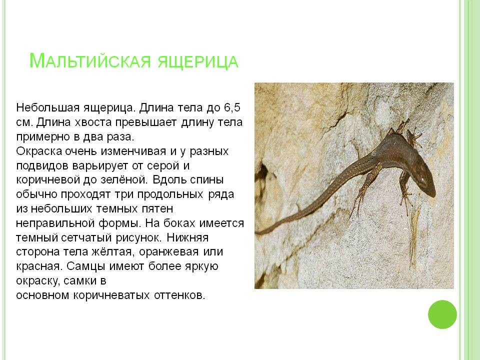 Мальтийская ящерица