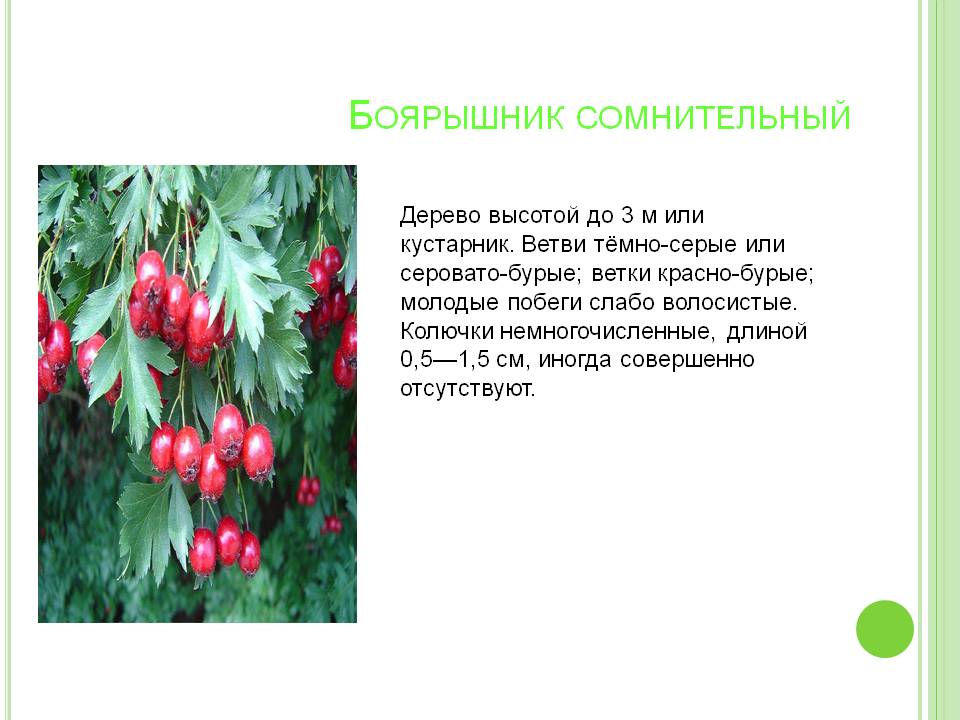 Боярышник сомнительный