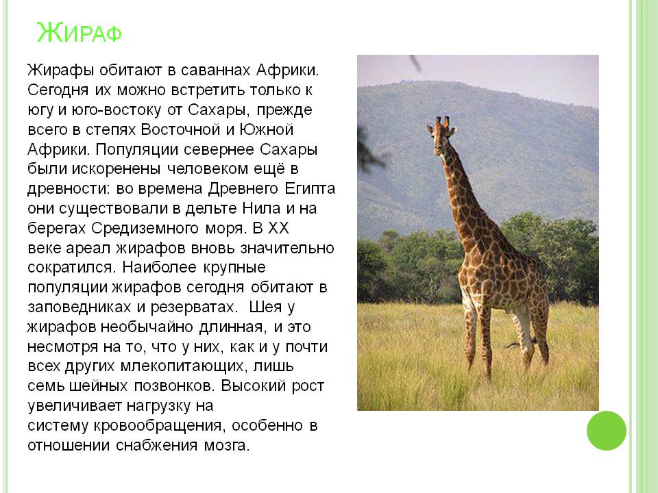 Жираф