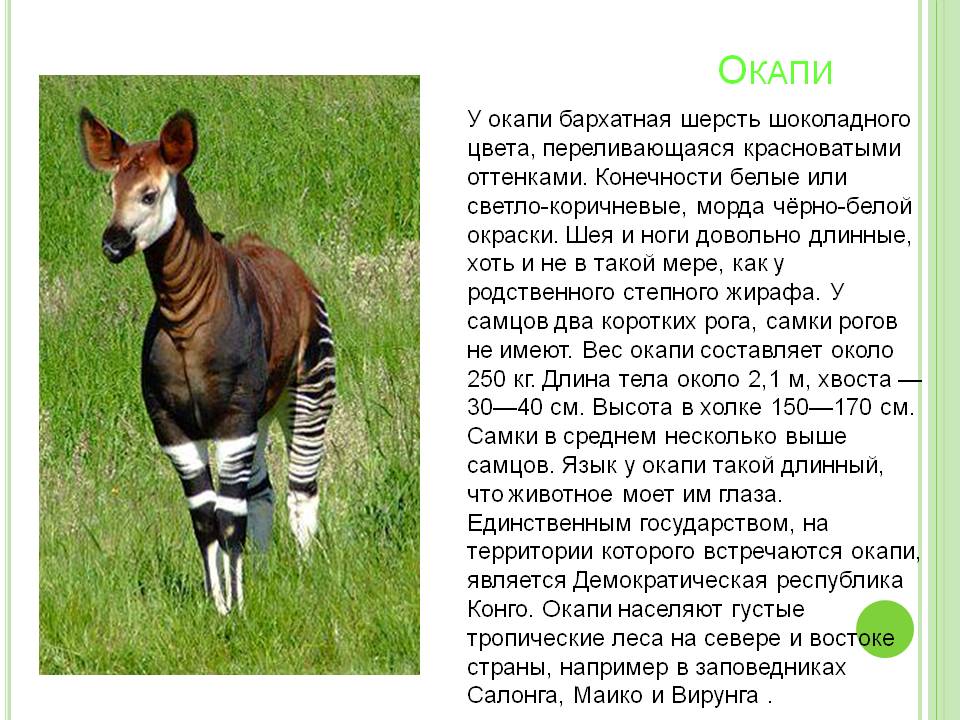 Окапи