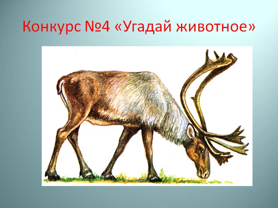 Угадай животное