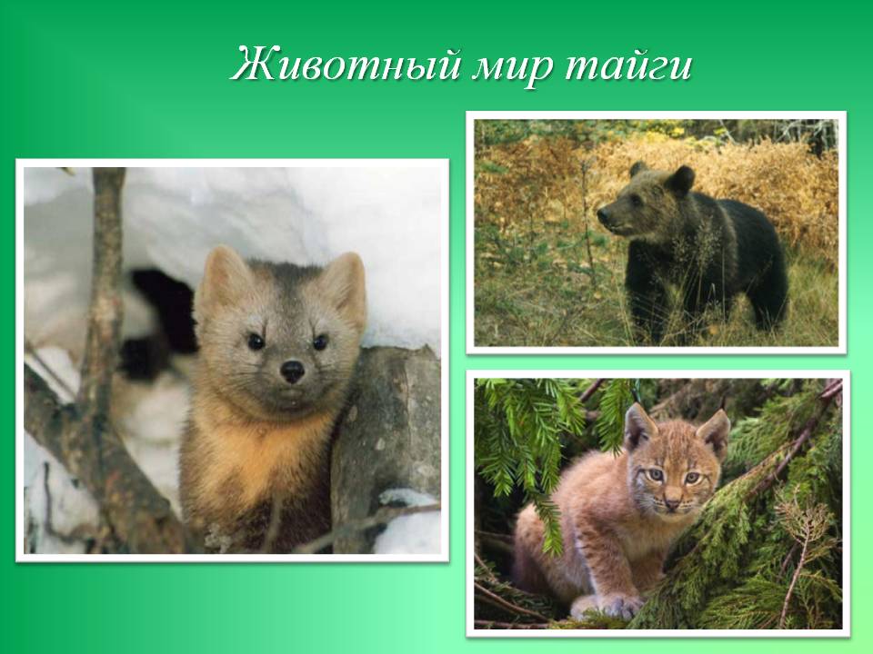 Животный мир тайги