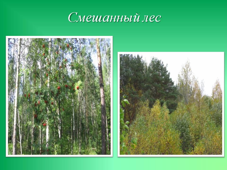 Смешанный лес