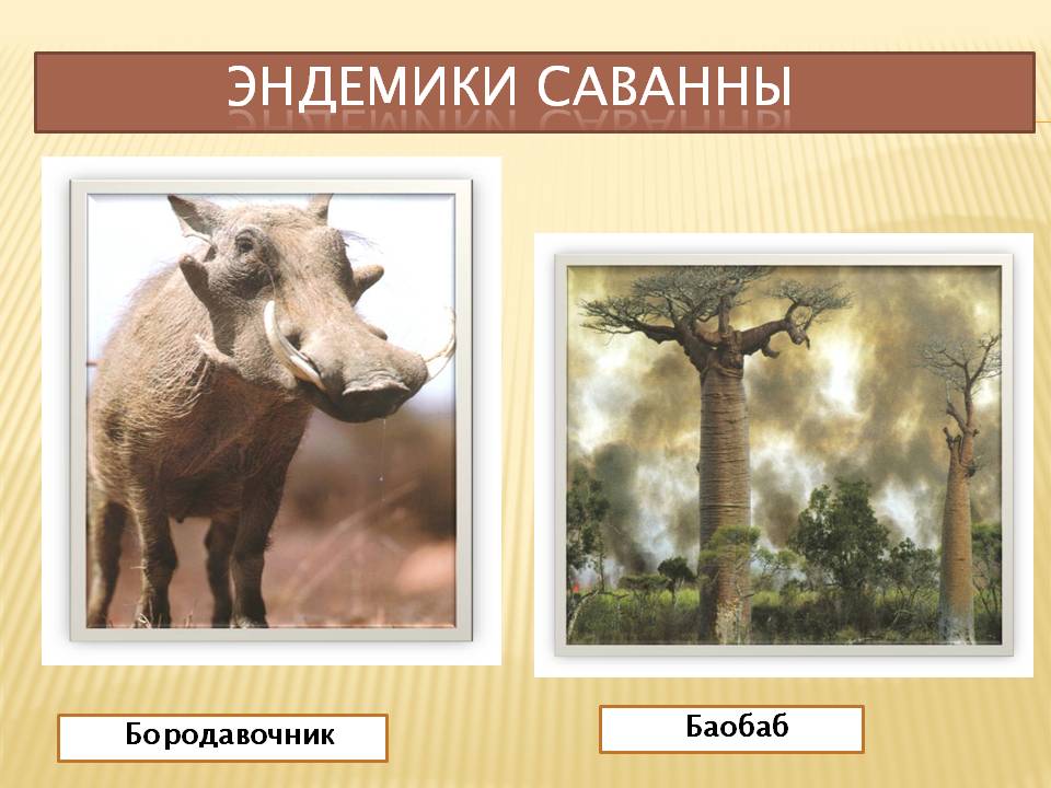 Эндемики саванны