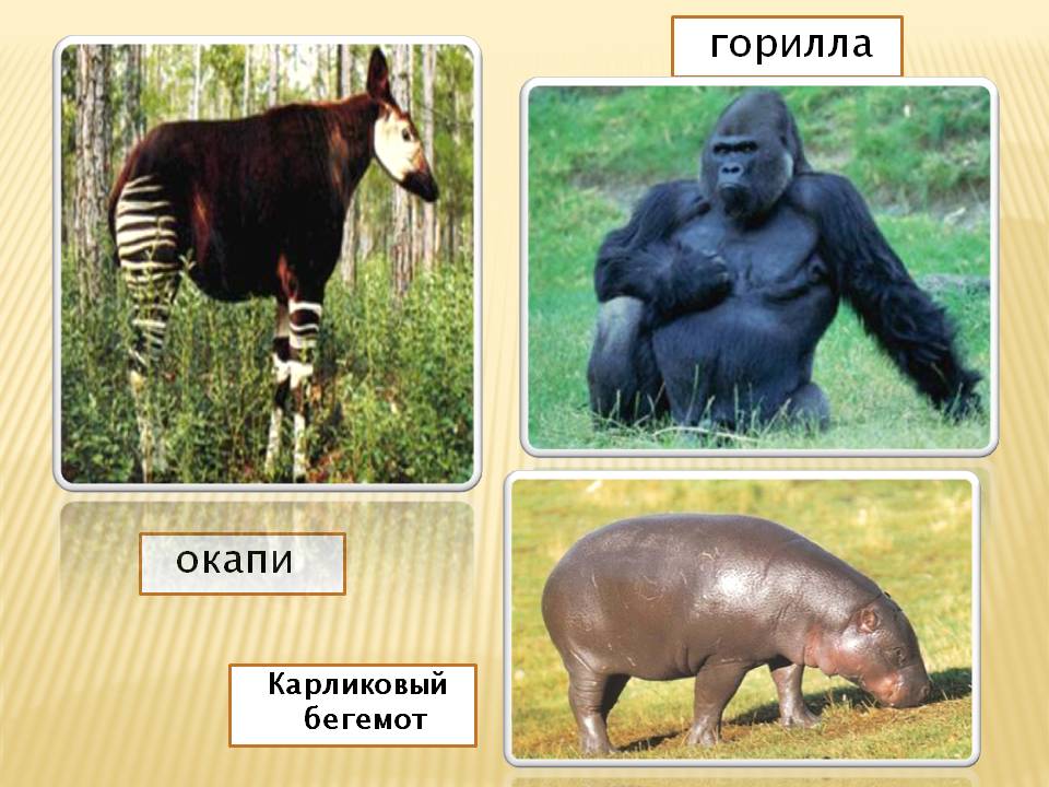 Горилла