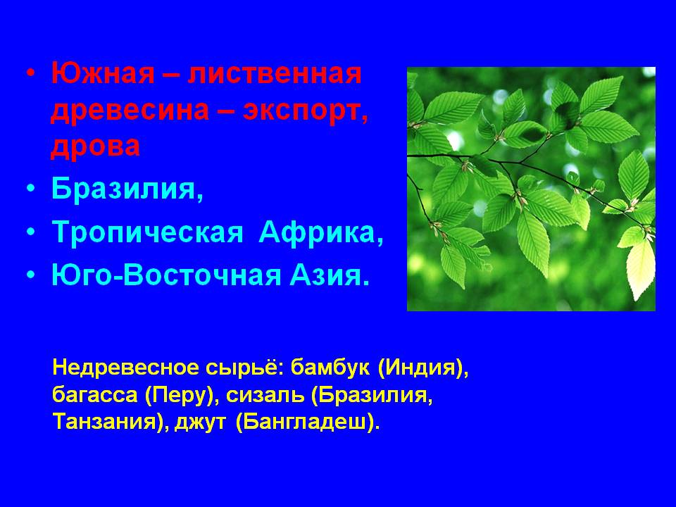 Южная – лиственная древесина