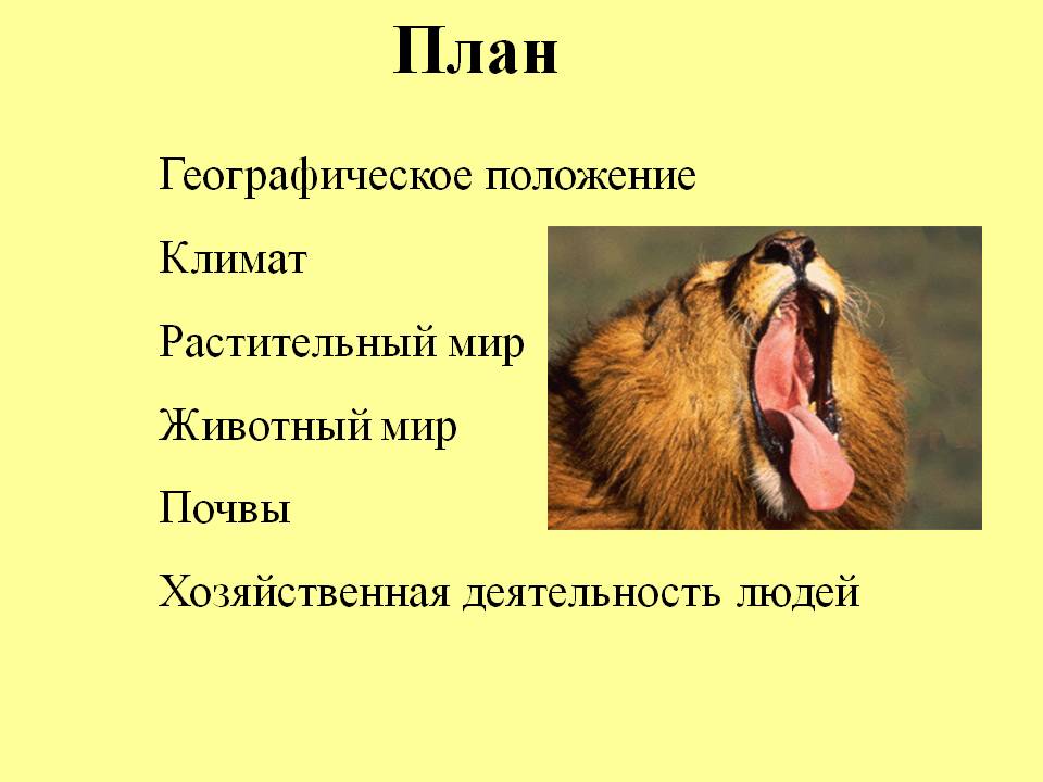 План