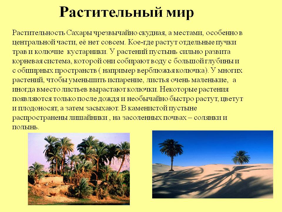 Растительный мир