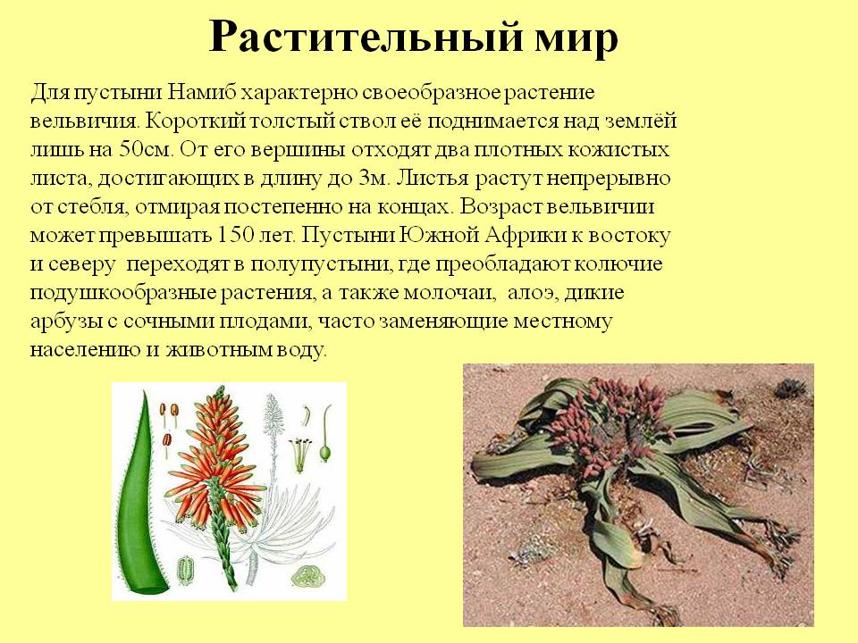 Растительный мир