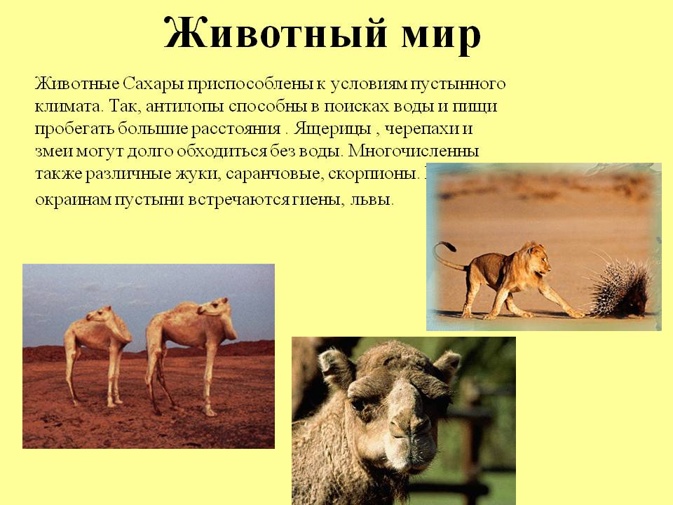 Животный мир
