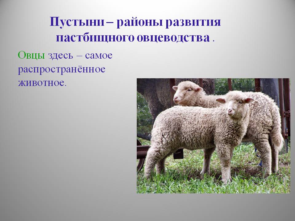 Пустыни – районы развития пастбищного овцеводства