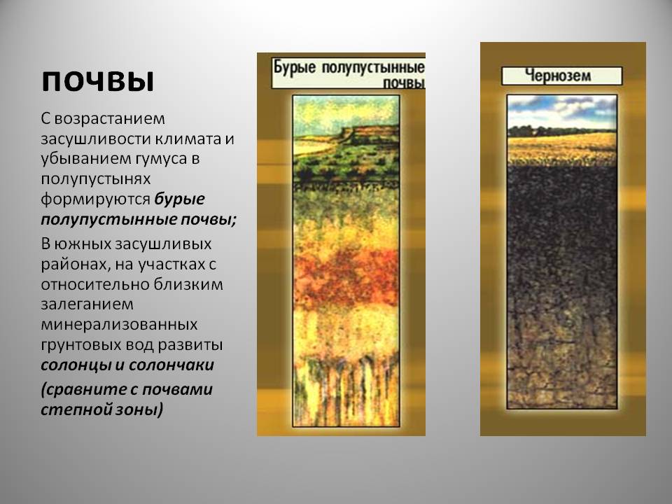 Бурые полупустынные почвы