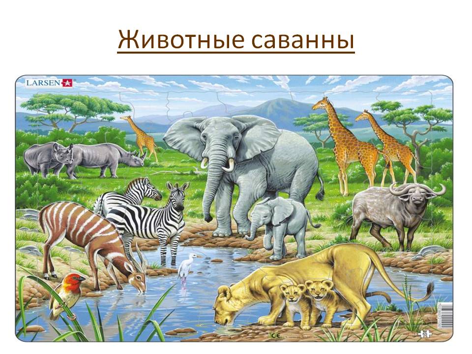 Животные саванны