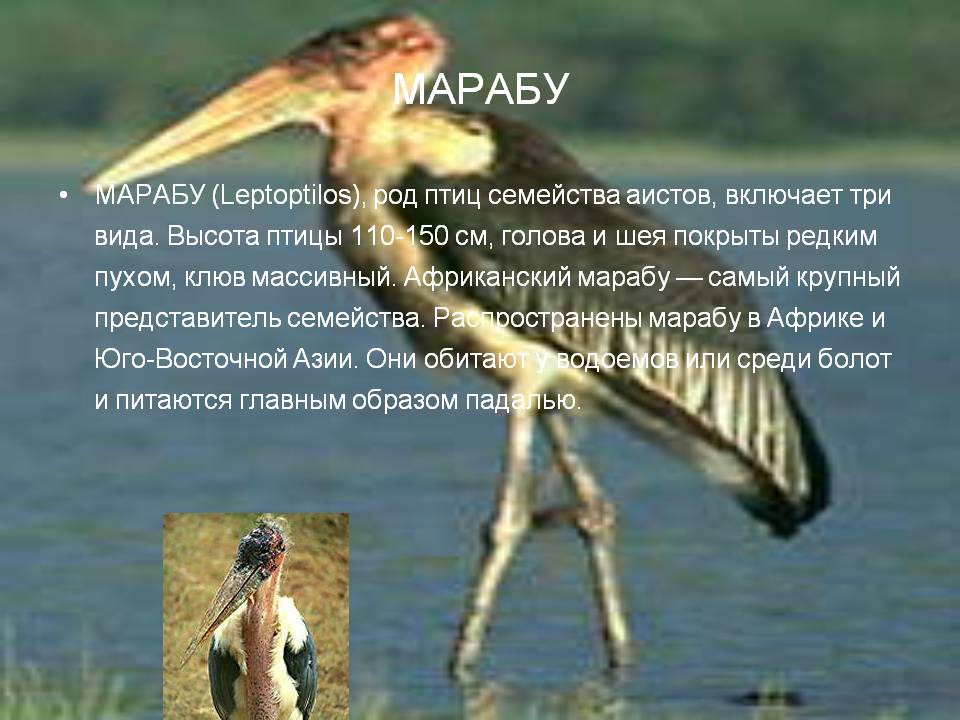 Марабу