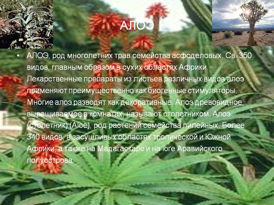 Алоэ