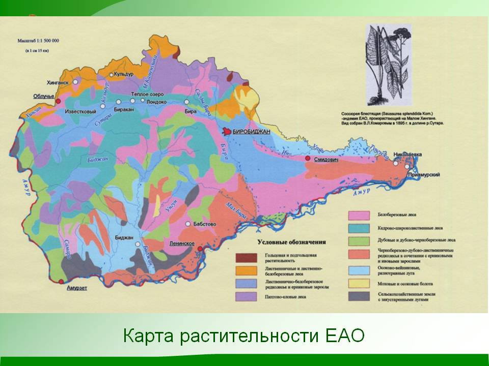 Карта растительности ЕАО