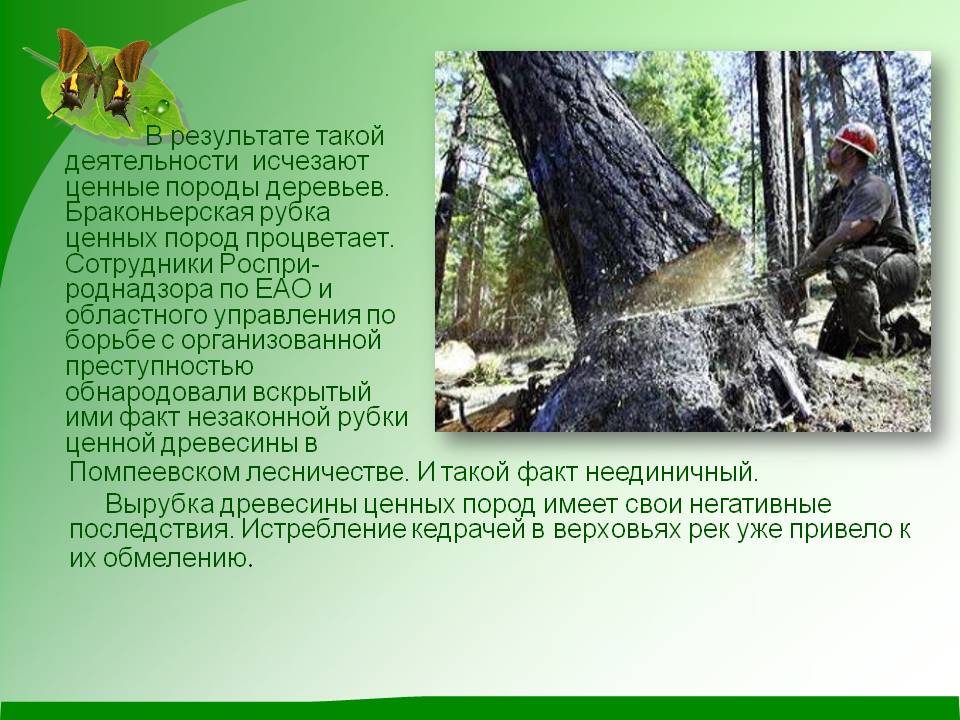 Помпеевском лесничестве