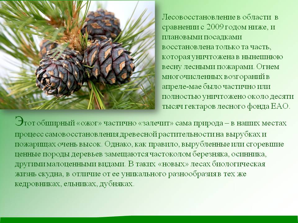 Этот обширный «ожог» частично «залечит» сама природа – в наших местах