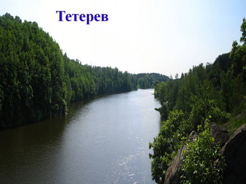 Тетерев