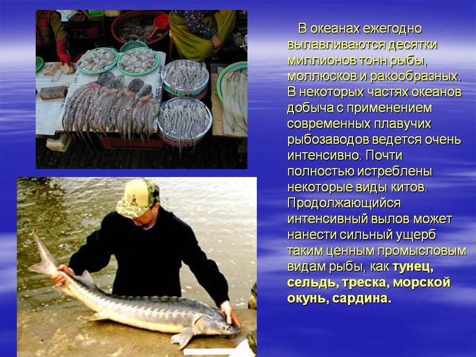 Десятки миллионов тонн рыбы