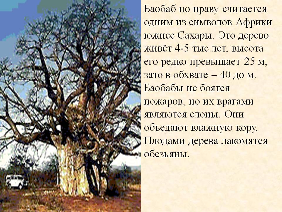Баобаб по праву считается одним из символов Африки южнее Сахары