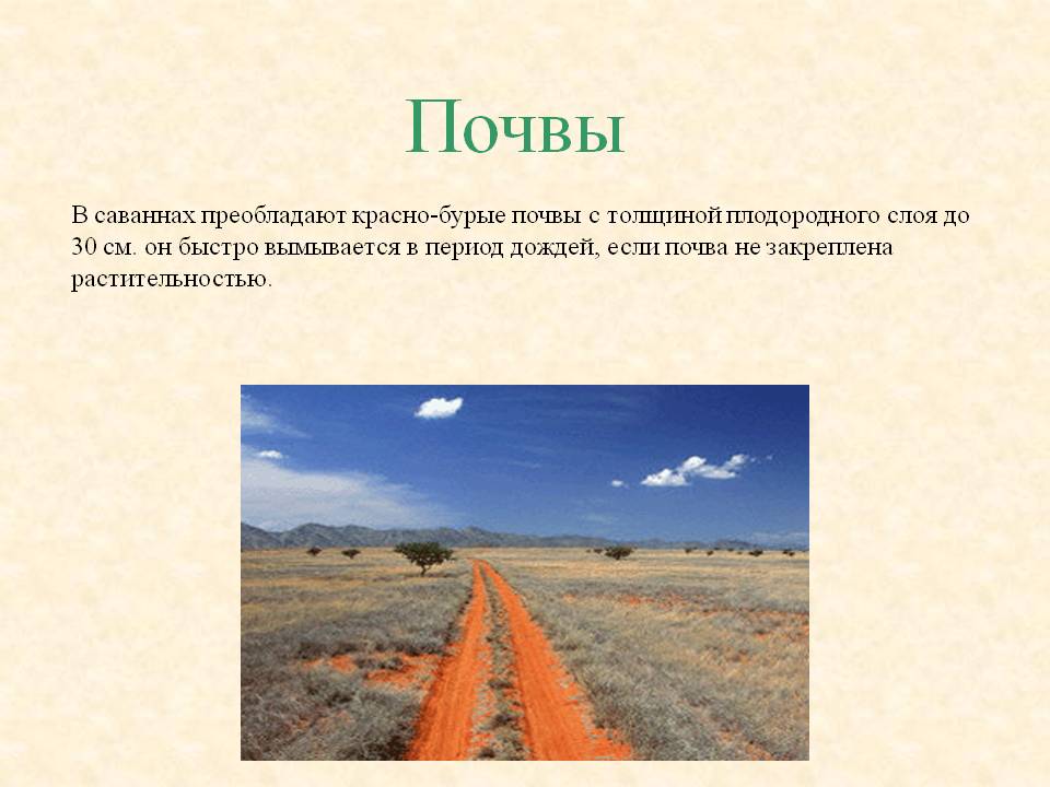 Почвы