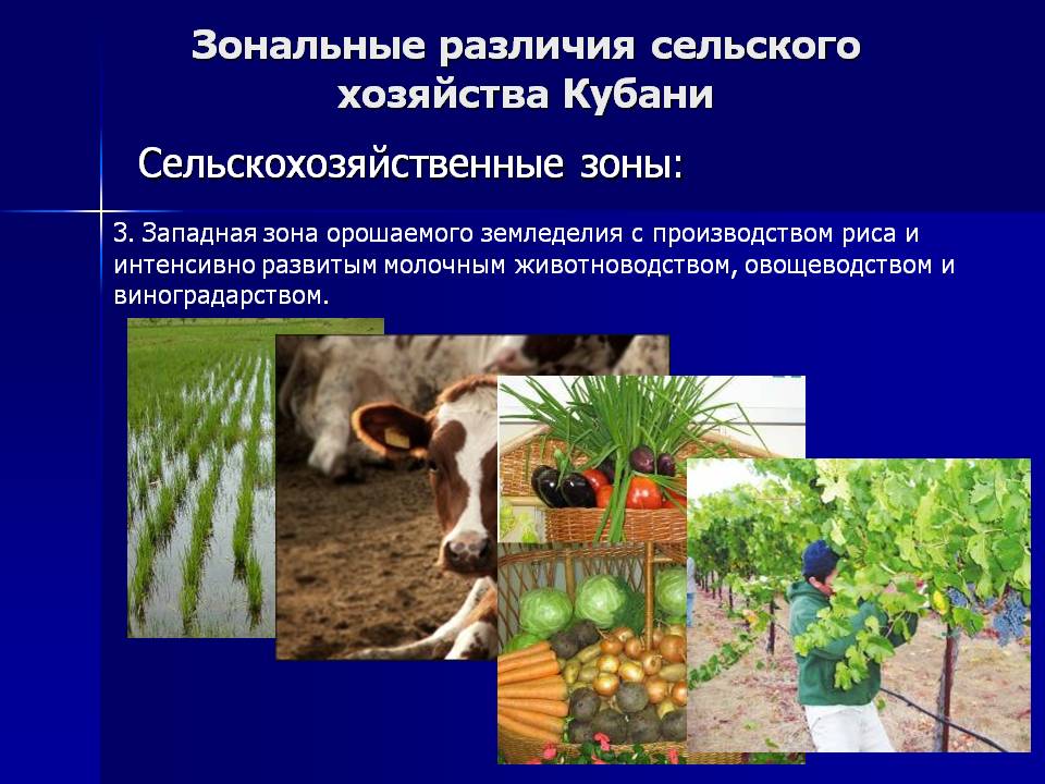 Зональные различия сельского хозяйства Кубани