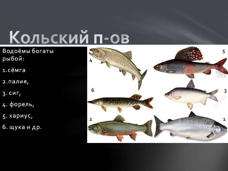 Водоёмы богаты рыбой