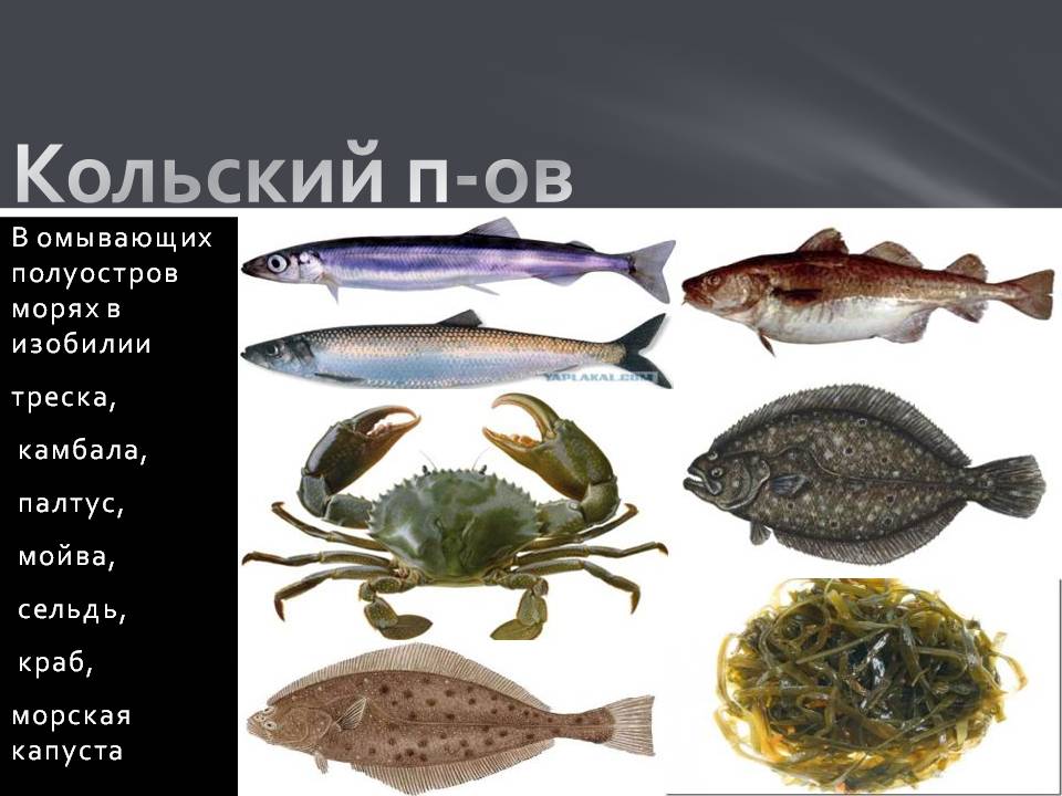 Камбала