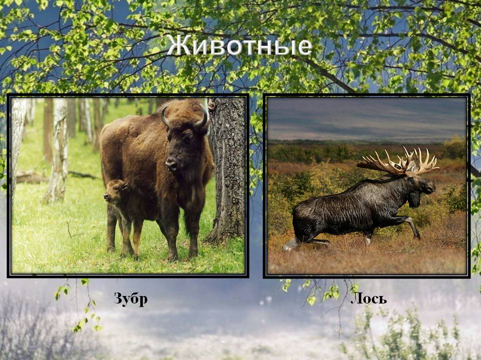 Животные