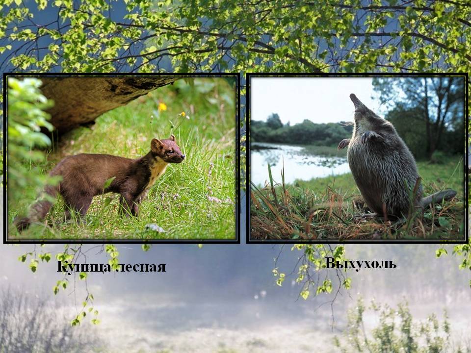 Выхухоль