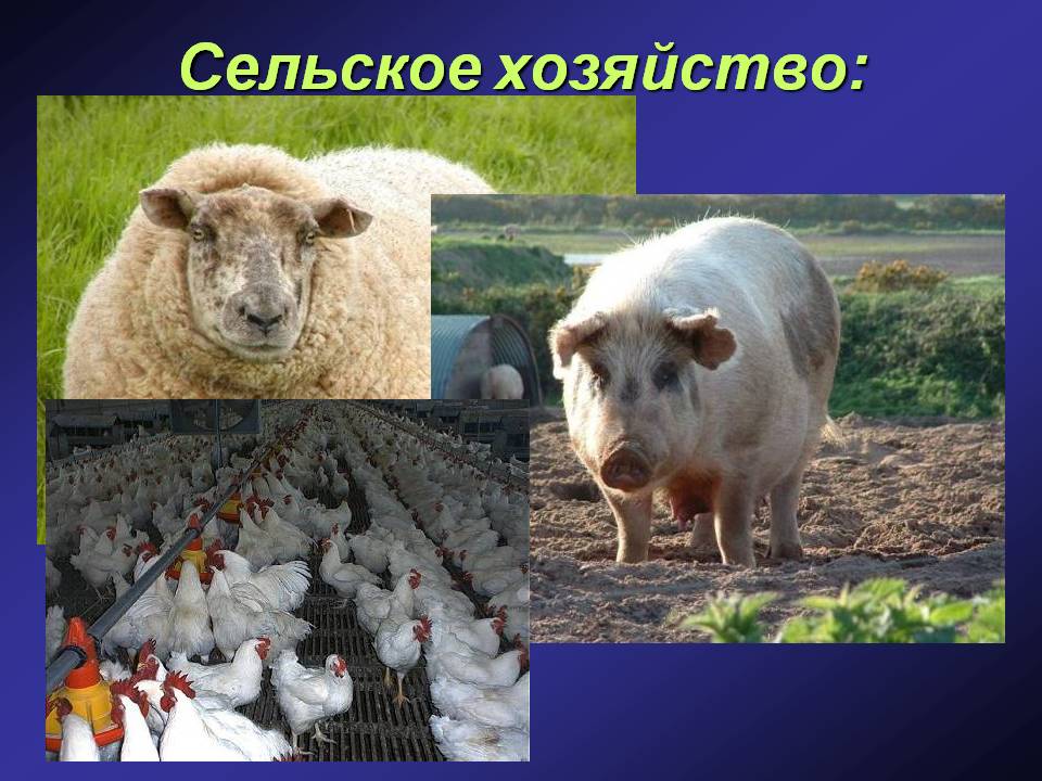 Сельское хозяйство