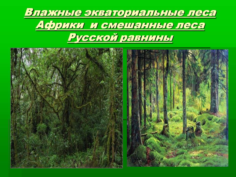 Экваториальные леса Африки