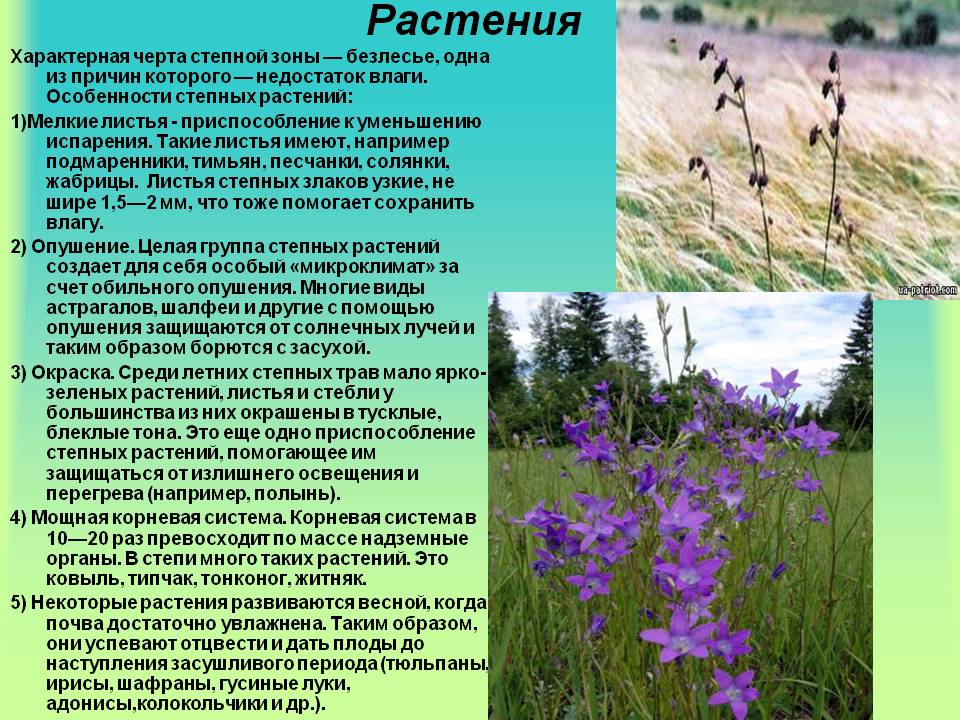 Растения