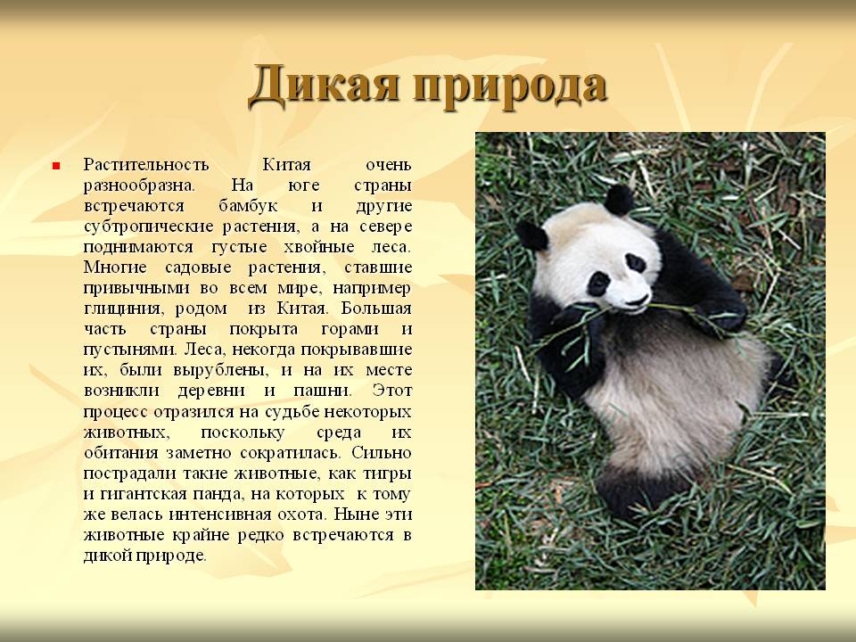 Дикая природа