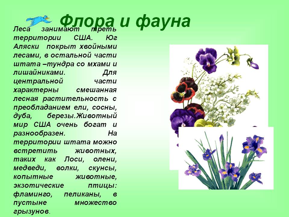 Флора и фауна