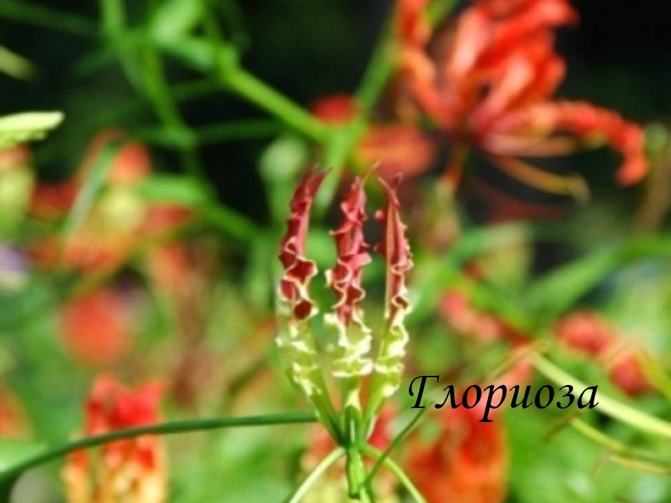 Глориоза